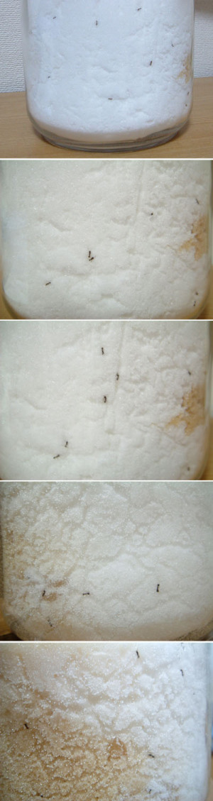 砂糖の蟻の巣